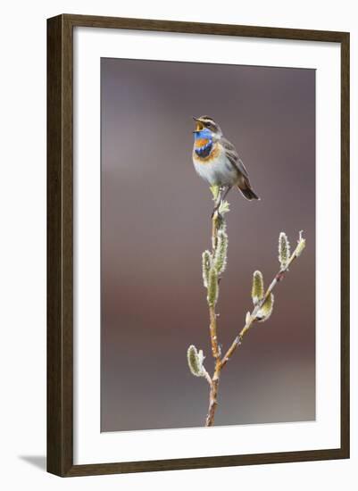 Bluethroat Singing-Ken Archer-Framed Photographic Print