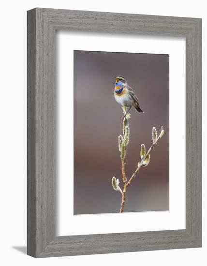 Bluethroat Singing-Ken Archer-Framed Photographic Print