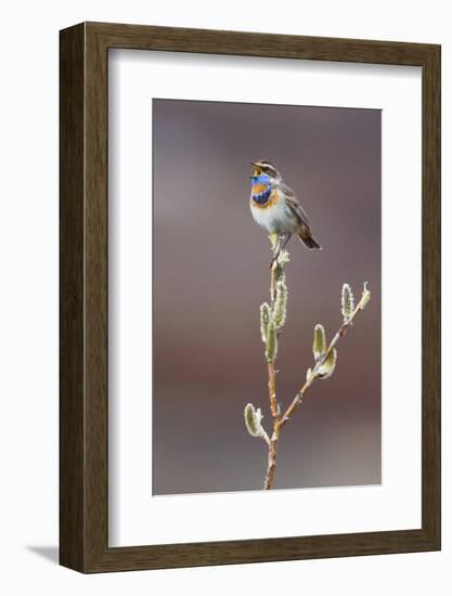 Bluethroat Singing-Ken Archer-Framed Photographic Print