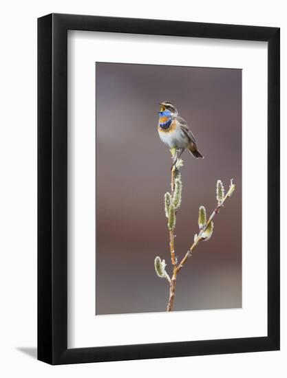 Bluethroat Singing-Ken Archer-Framed Photographic Print