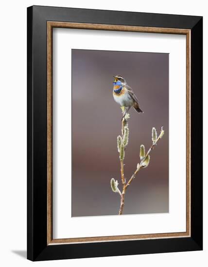 Bluethroat Singing-Ken Archer-Framed Photographic Print