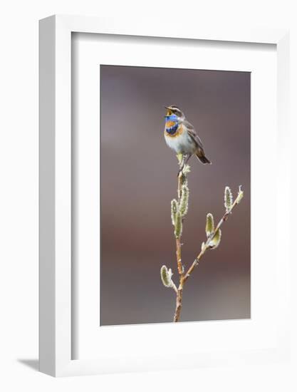 Bluethroat Singing-Ken Archer-Framed Photographic Print