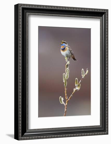 Bluethroat Singing-Ken Archer-Framed Photographic Print