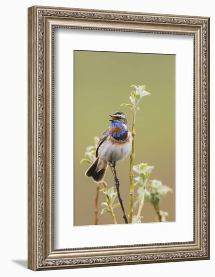 Bluethroat Singing-Ken Archer-Framed Photographic Print