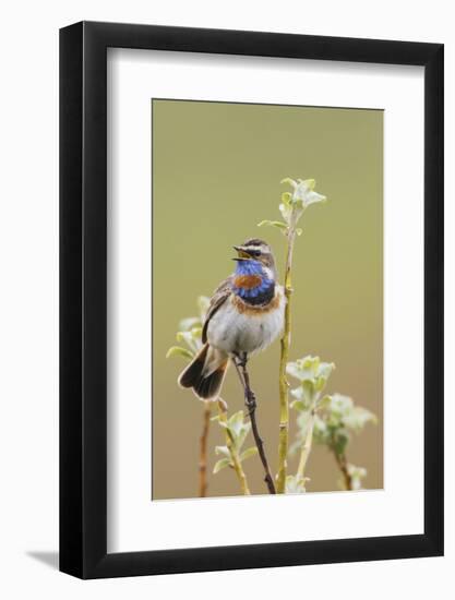 Bluethroat Singing-Ken Archer-Framed Photographic Print