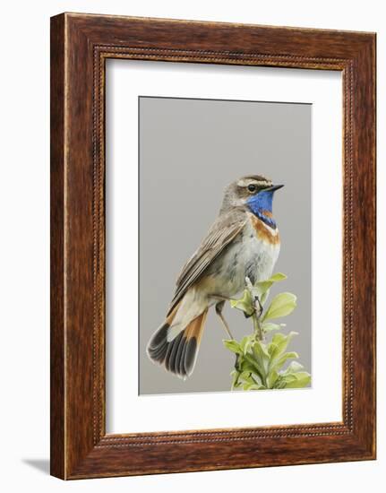 Bluethroat-Ken Archer-Framed Photographic Print