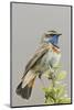 Bluethroat-Ken Archer-Mounted Photographic Print