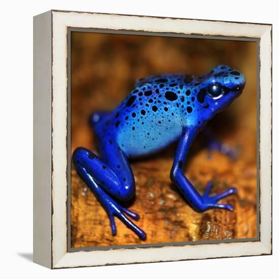 Bluetiful - preparatory-Ben Heine-Framed Premier Image Canvas