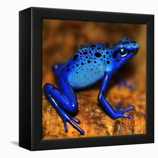 Bluetiful - preparatory-Ben Heine-Framed Premier Image Canvas