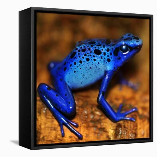 Bluetiful - preparatory-Ben Heine-Framed Premier Image Canvas