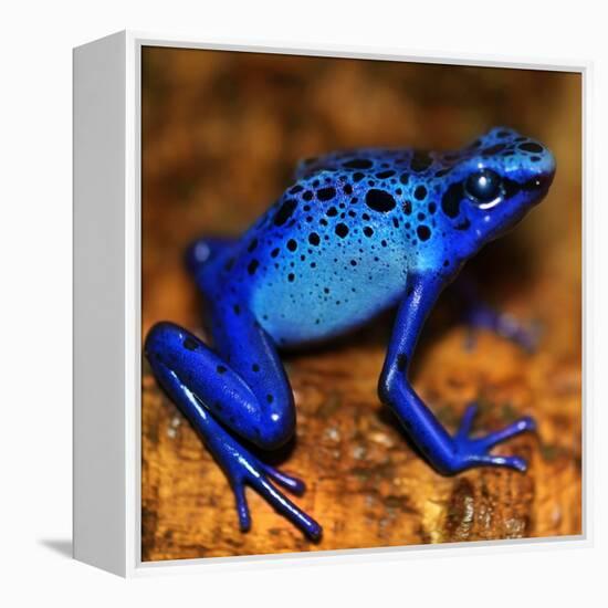 Bluetiful - preparatory-Ben Heine-Framed Premier Image Canvas