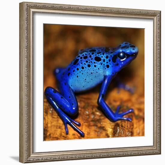 Bluetiful - preparatory-Ben Heine-Framed Photographic Print