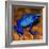 Bluetiful - preparatory-Ben Heine-Framed Photographic Print