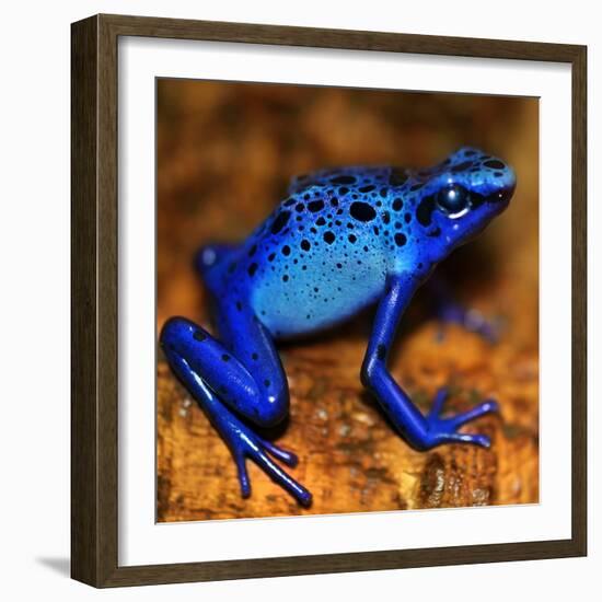 Bluetiful - preparatory-Ben Heine-Framed Photographic Print