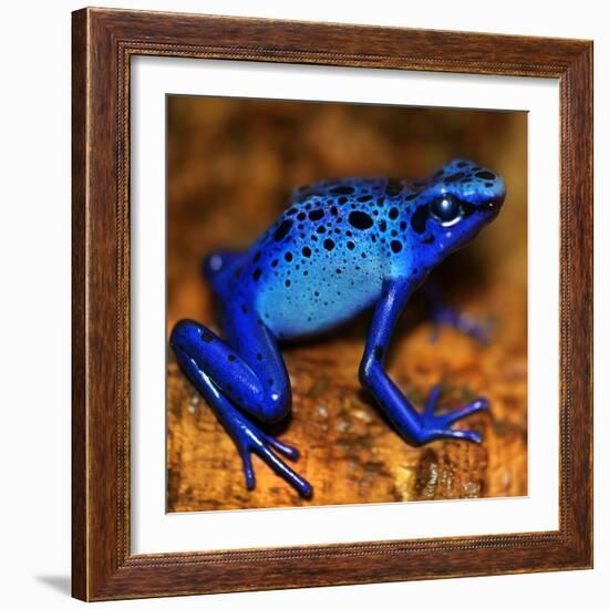 Bluetiful - preparatory-Ben Heine-Framed Photographic Print