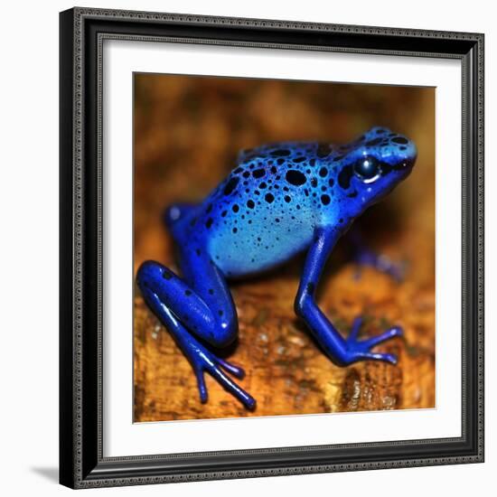 Bluetiful - preparatory-Ben Heine-Framed Photographic Print