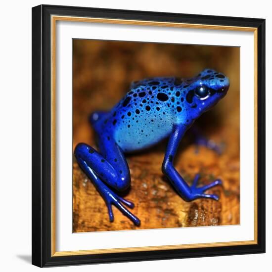 Bluetiful - preparatory-Ben Heine-Framed Photographic Print