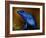 Bluetiful-Ben Heine-Framed Photographic Print