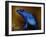 Bluetiful-Ben Heine-Framed Photographic Print