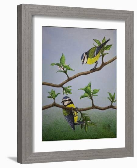 Bluetits, 2016-Pat Scott-Framed Giclee Print