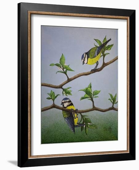 Bluetits, 2016-Pat Scott-Framed Giclee Print