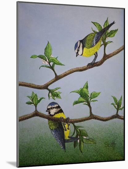 Bluetits, 2016-Pat Scott-Mounted Giclee Print