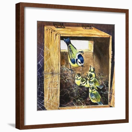 Bluetits-null-Framed Giclee Print