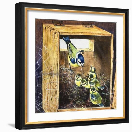 Bluetits-null-Framed Giclee Print