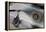 Bluish Baker Egg, Thunderegg, New Mexico-Darrell Gulin-Framed Premier Image Canvas