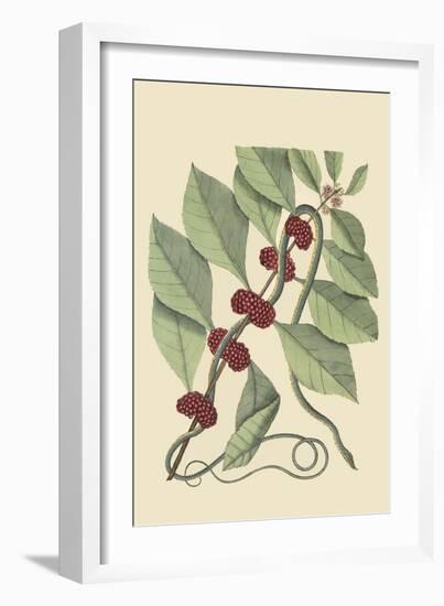 Bluish Green Snake-Mark Catesby-Framed Art Print