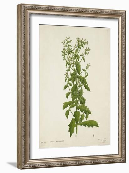 Blumea Laciniata Dc, 1800-10-null-Framed Giclee Print