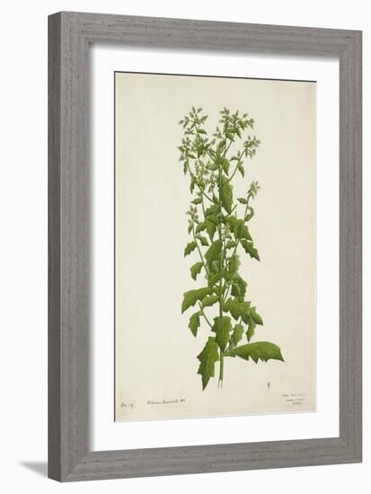 Blumea Laciniata Dc, 1800-10-null-Framed Giclee Print