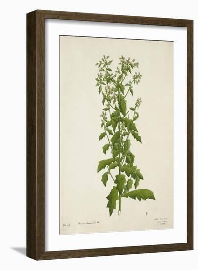 Blumea Laciniata Dc, 1800-10-null-Framed Giclee Print