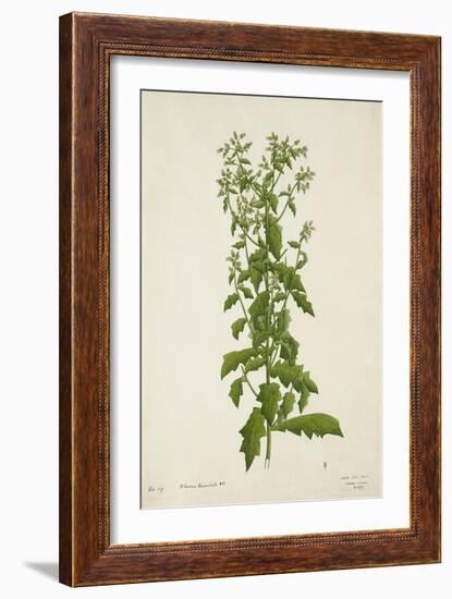 Blumea Laciniata Dc, 1800-10-null-Framed Giclee Print