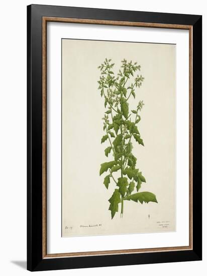 Blumea Laciniata Dc, 1800-10-null-Framed Giclee Print