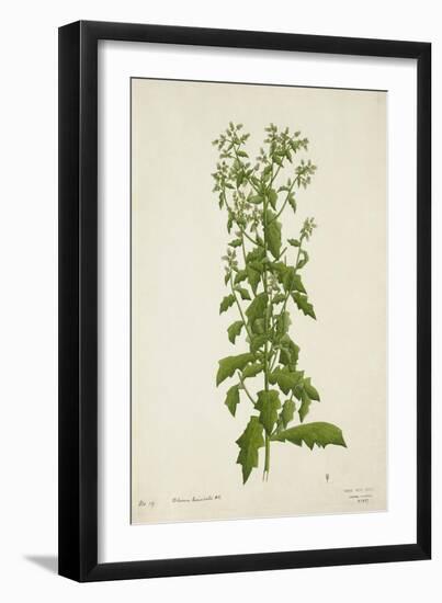 Blumea Laciniata Dc, 1800-10-null-Framed Giclee Print