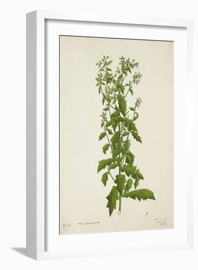 Blumea Laciniata Dc, 1800-10-null-Framed Giclee Print