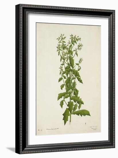 Blumea Laciniata Dc, 1800-10-null-Framed Giclee Print