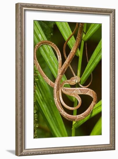 Blunthead Tree Snake-null-Framed Photographic Print