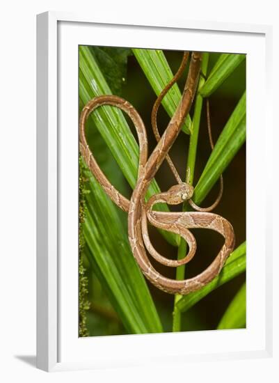 Blunthead Tree Snake-null-Framed Photographic Print