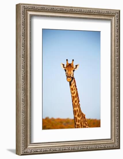 Blur in South Africa  Kruger Wildlife Nature Reserve and Wild Giraffe-lkpro-Framed Photographic Print