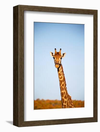 Blur in South Africa  Kruger Wildlife Nature Reserve and Wild Giraffe-lkpro-Framed Photographic Print