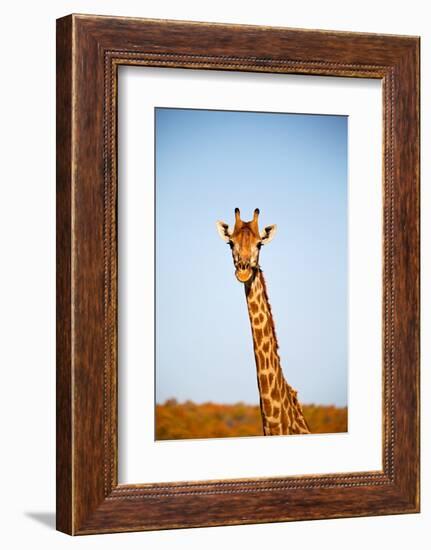 Blur in South Africa  Kruger Wildlife Nature Reserve and Wild Giraffe-lkpro-Framed Photographic Print