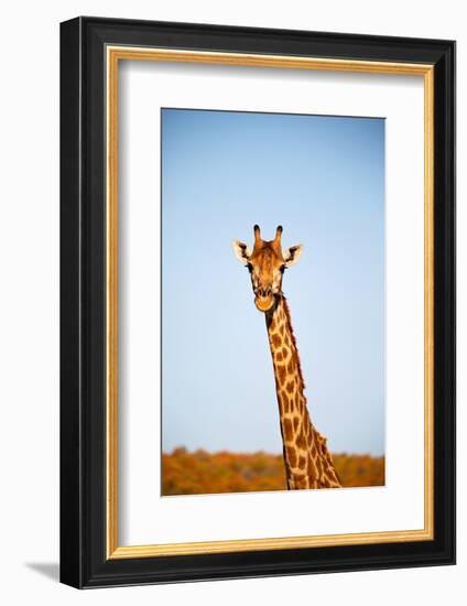 Blur in South Africa  Kruger Wildlife Nature Reserve and Wild Giraffe-lkpro-Framed Photographic Print