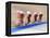 Blurred Action of Cycliing Team Onthe Track-Chris Trotman-Framed Premier Image Canvas