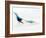 Blurred Action of Pairs Figure Skaters, Torino, Italy-Chris Trotman-Framed Photographic Print