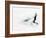 Blurred Action of Pairs Figure Skaters, Torino, Italy-Chris Trotman-Framed Photographic Print