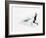 Blurred Action of Pairs Figure Skaters, Torino, Italy-Chris Trotman-Framed Photographic Print