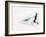 Blurred Action of Pairs Figure Skaters, Torino, Italy-Chris Trotman-Framed Photographic Print