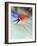 Blurred Action of Speed Skater-Paul Sutton-Framed Photographic Print